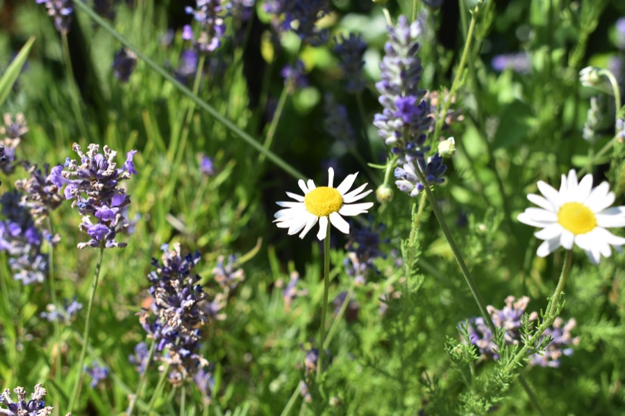 Chamomile and lavender